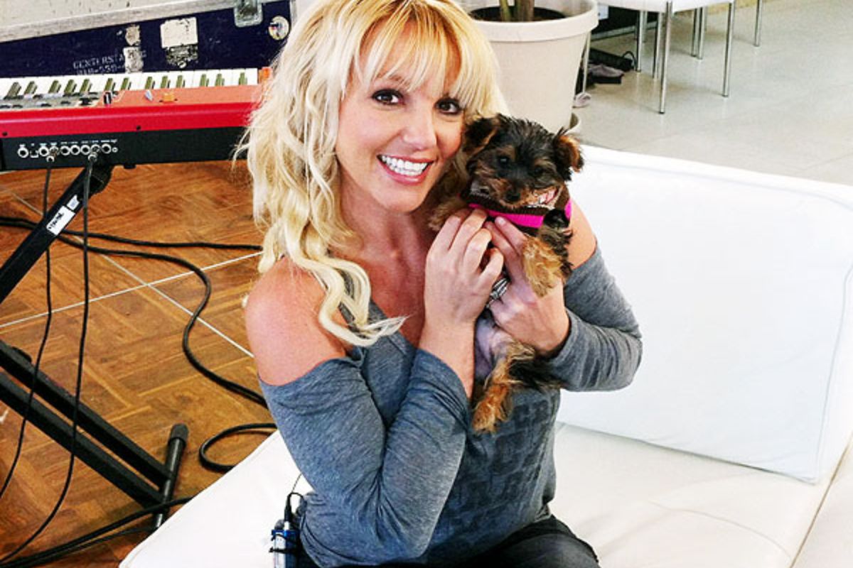 Britney Spears Dog