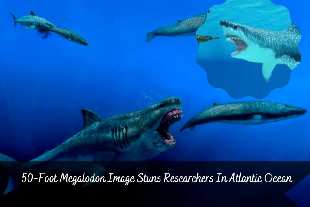 50-Foot Megalodon Image Stuns Researchers In Atlantic Ocean