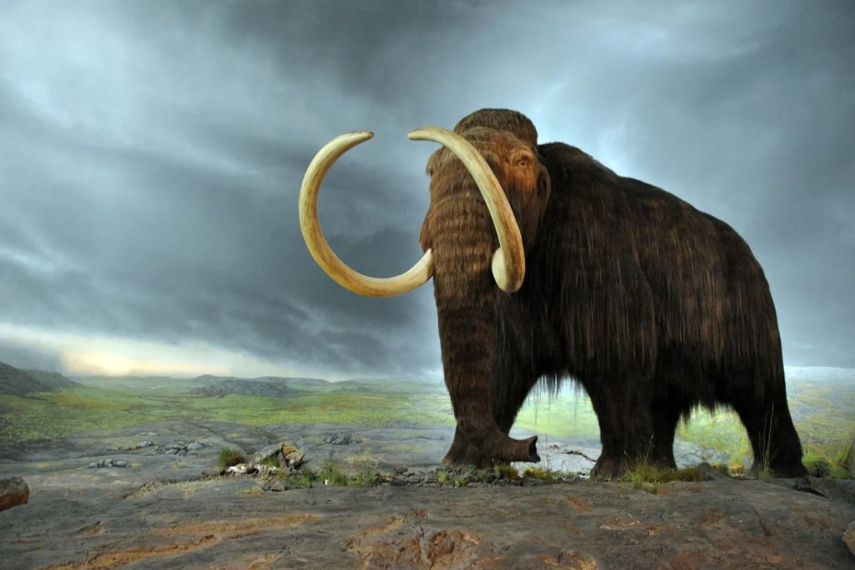 The CIA's Venture Capital Firm Just Backed Woolly Mammoth Cloning