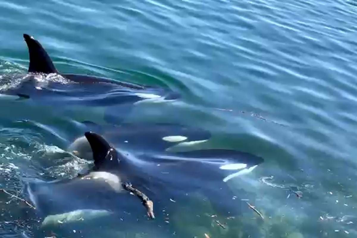 Orcas Perform In Wellington