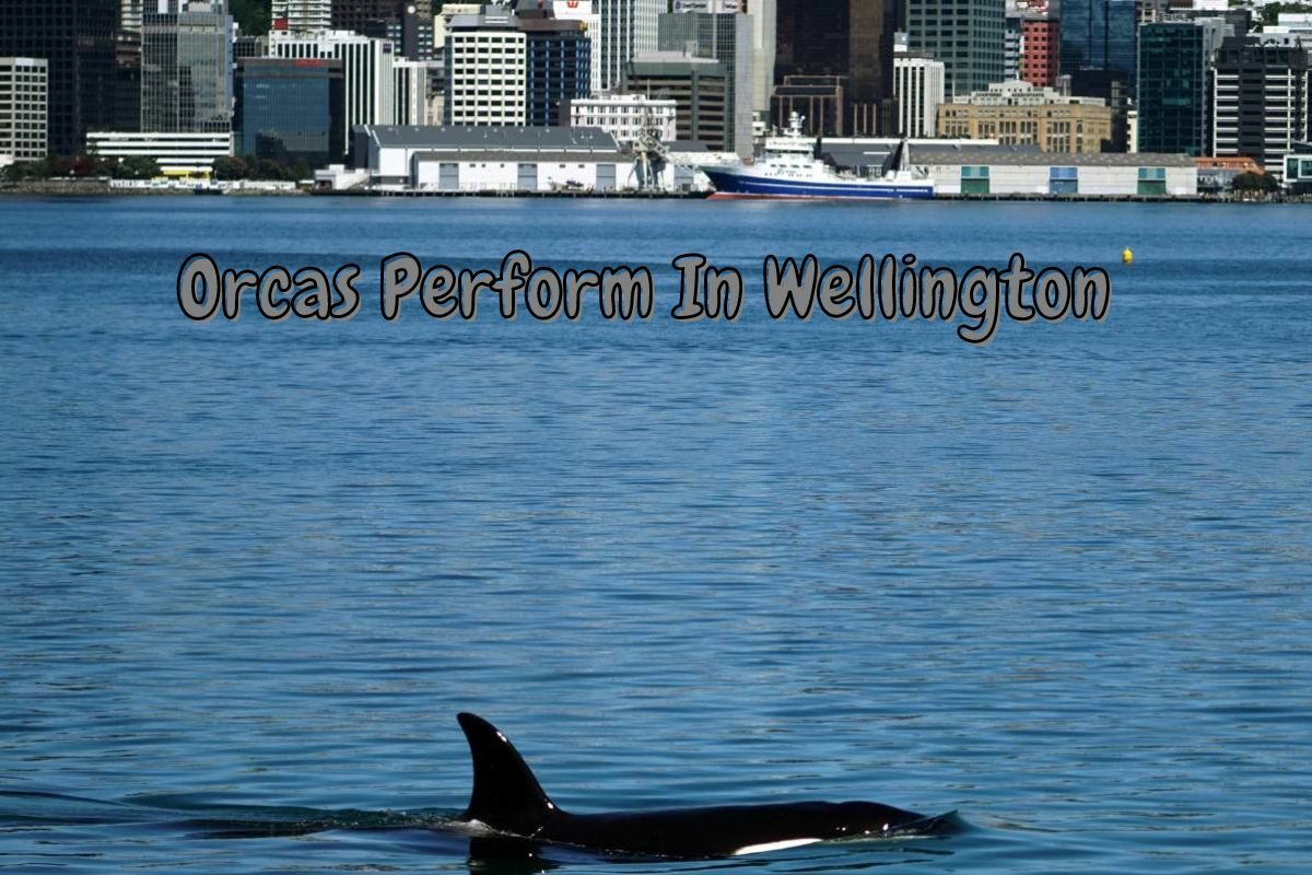 Orcas Perform In Wellington