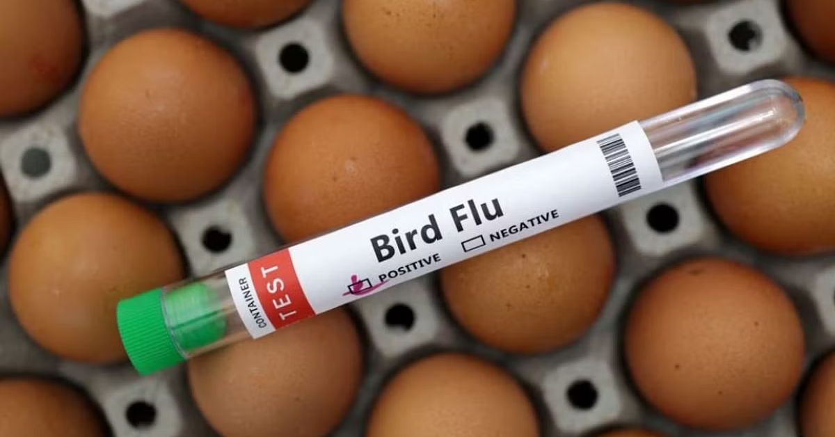 Bird Flu Situation