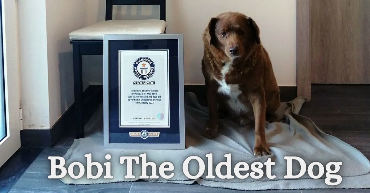 Bobi The Oldest Dog