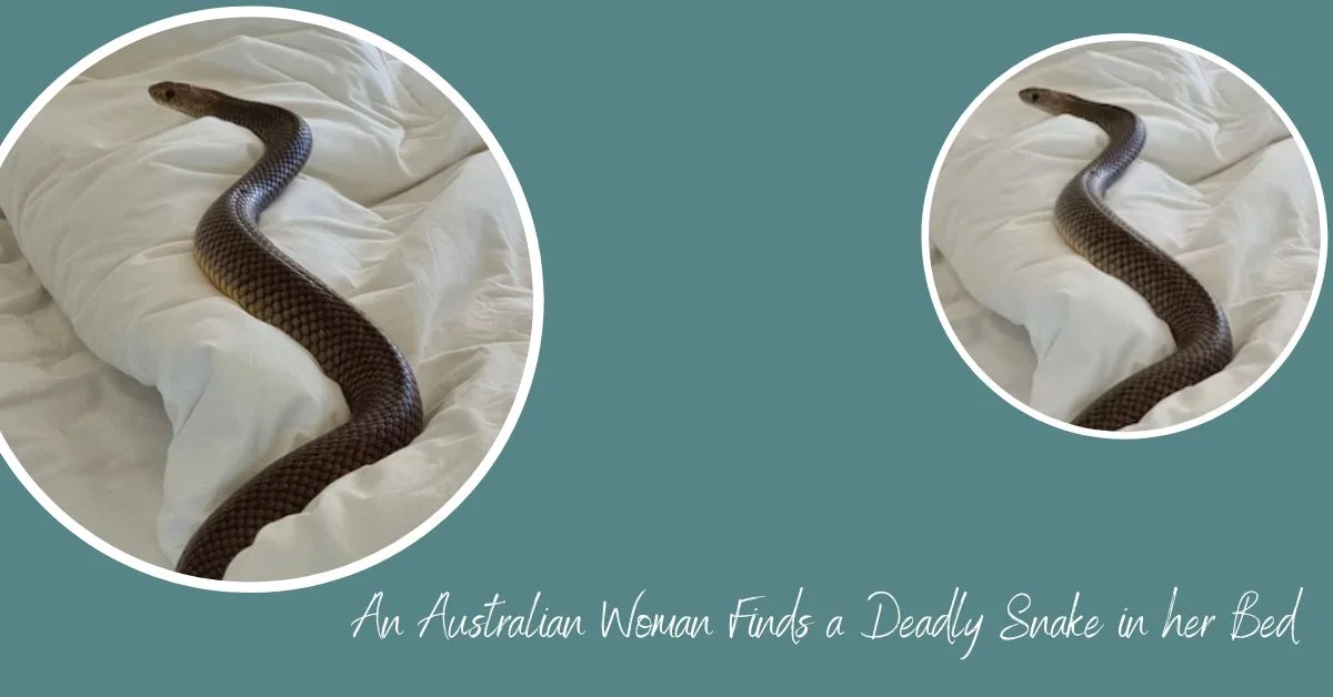 An Australian Woman Finds a Deadly Snake in her Bed