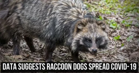 Data Suggests Raccoon Dogs Spread COVID-19