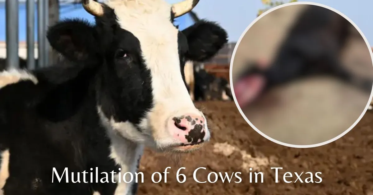 Mutilation of 6 Cows in Texas