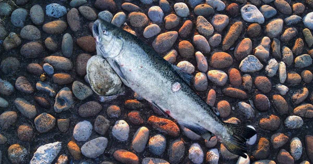 Salmon Fishing Season Canceled 