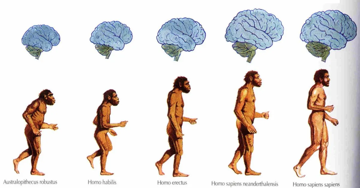 A Fresh Theory About the Origins of Homo Sapiens