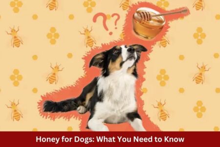Honey for Dogs: What You Need to Know