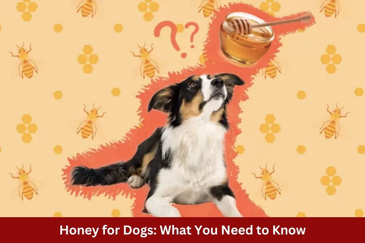 Honey for Dogs: What You Need to Know